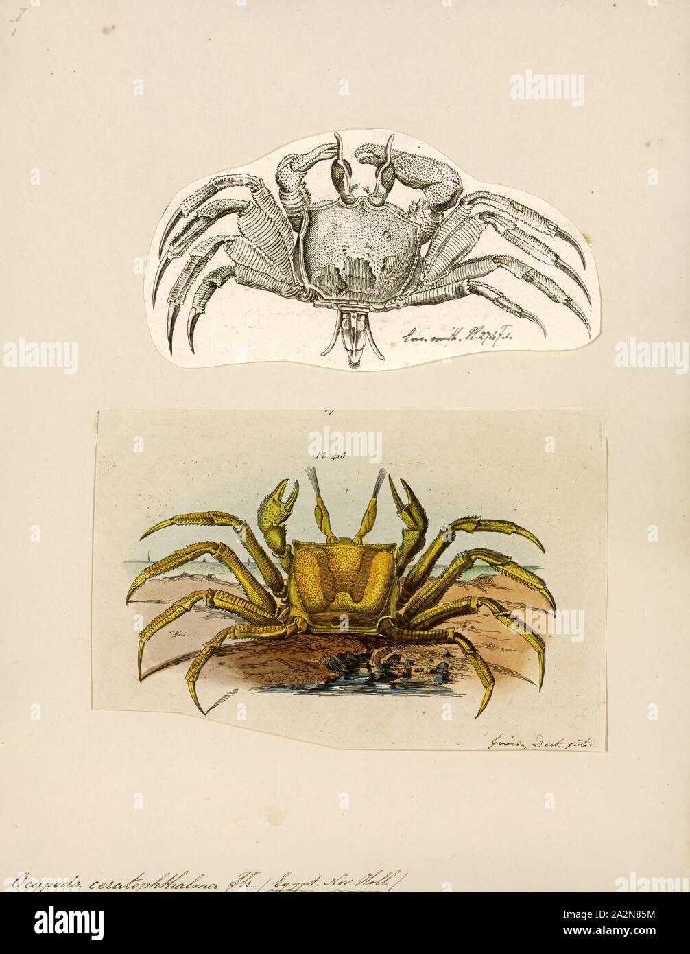 Ocypoda ceratophthalma, stampa Ocypode è un genere di Granchi fantasma trovati nella rive sabbiose delle regioni tropicali e subtropicali di tutto il mondo. Essi hanno un corpo scatolare, spessa e eyestalks allungata e una griffa è più grande di quella degli altri in entrambi i maschi e femmine. Essi abitano profondo burrows nella zona intercotidale. Essi sono prevalentemente notturni, e sono spazzini generalista e predatori di piccoli animali. Il genere contiene 21 specie Foto Stock