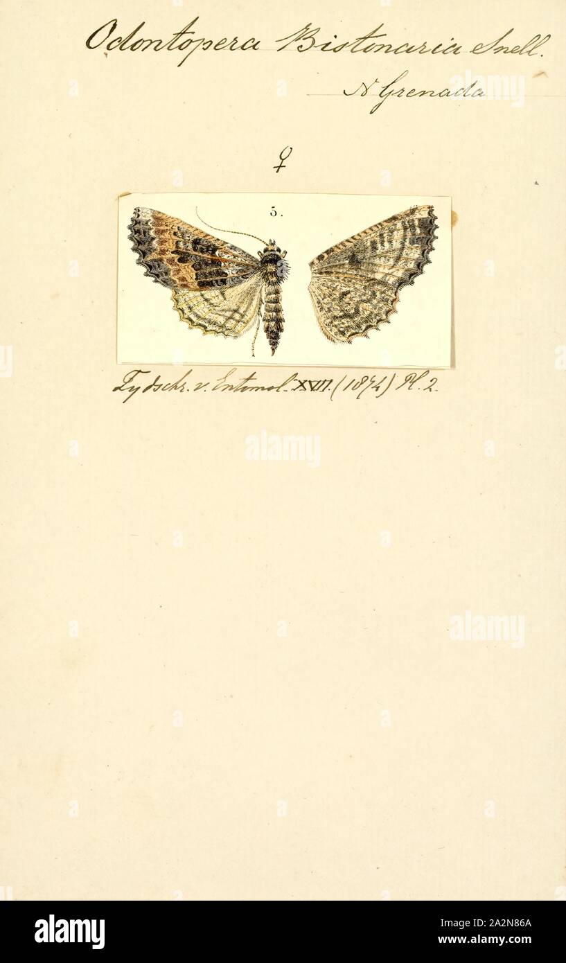 Odontopera, stampa Odontopera è un genere di falene nella famiglia Geometridae descritto da Stephens nel 1831. Aethiopodes è talvolta anche qui incluso Foto Stock