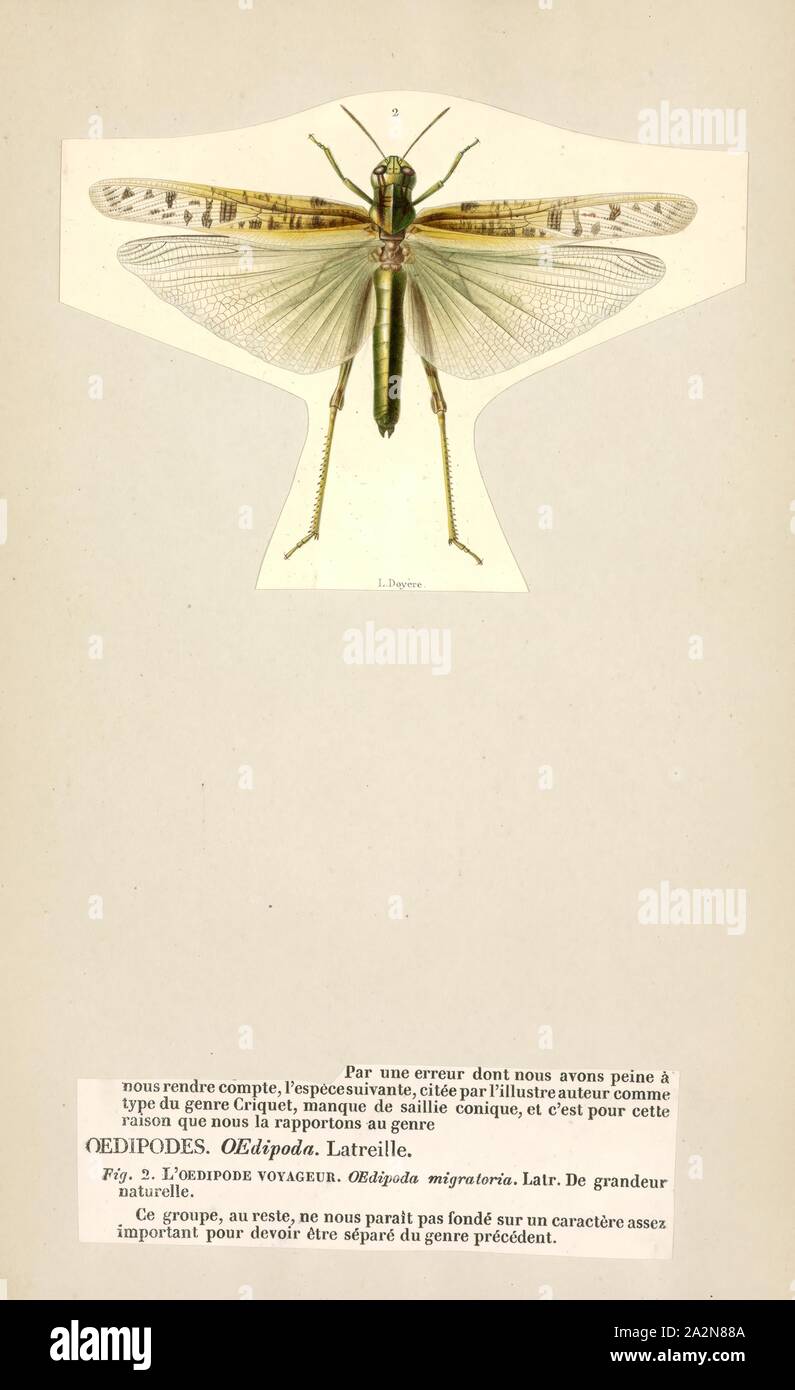 Oedipoda, stampa Oedipoda è il tipo di genere di cavallette, nella sottofamiglia Oedipodinae. Specie comprendono la Comunità "blu-winged grasshopper Foto Stock