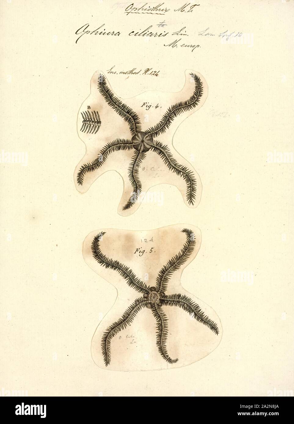 Ophiura ciliaris, stampa Ophiura ophiura o il serpente star è una specie di stella fragile nell'ordine Ophiurida. È tipicamente trovati sui fondali costieri intorno all' Europa nordoccidentale Foto Stock