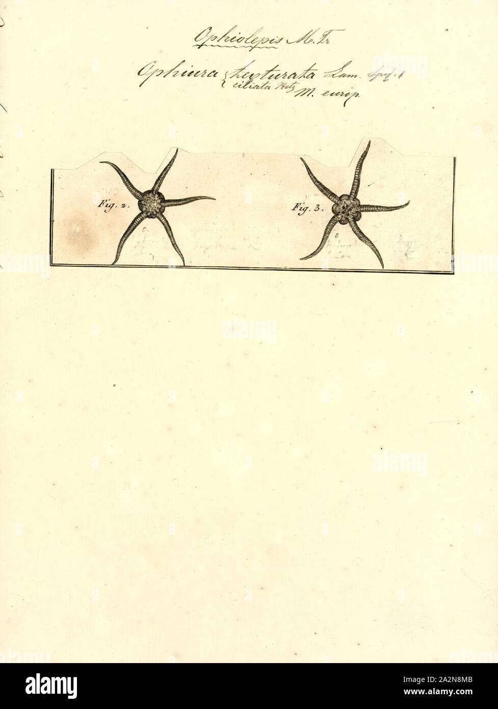 Ophiura texturata, stampa Ophiura ophiura o il serpente star è una specie di stella fragile nell'ordine Ophiurida. È tipicamente trovati sui fondali costieri intorno all' Europa nordoccidentale Foto Stock