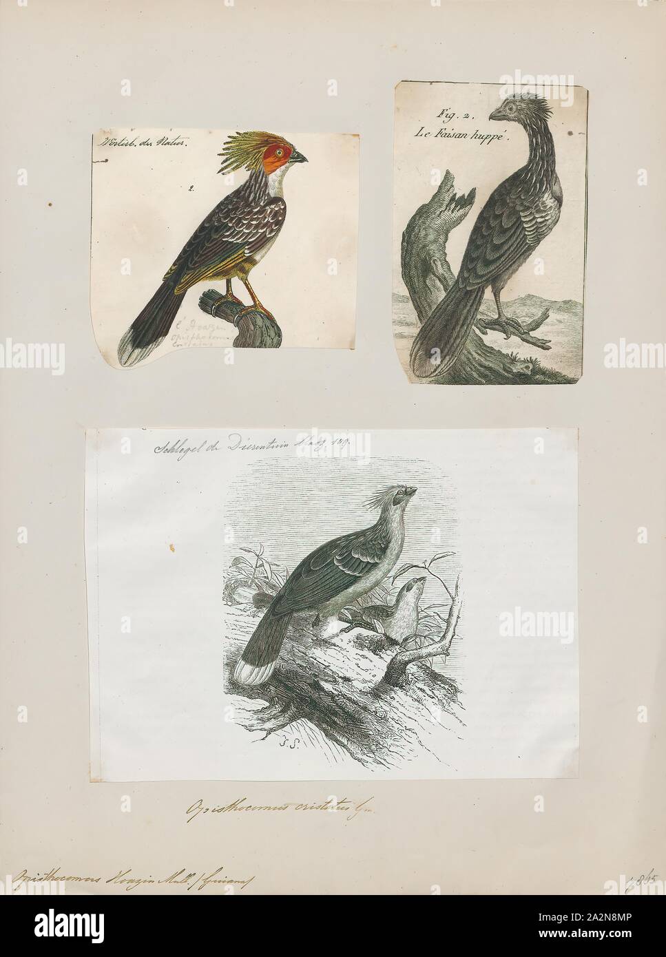 Opisthocomus hoazin, stampa il hoatzin (Opisthocomus hoazin), noto anche come il rettile uccello, skunk bird, stinkbird o Canje fagiano, è una specie di uccello tropicale trovati nelle paludi, boschi ripariali e mangrovie del Rio delle Amazzoni e i bacini di Orinoco in Sud America. Esso si distingue per avere i pulcini che hanno artigli su due di loro ala cifre., 1700-1880 Foto Stock