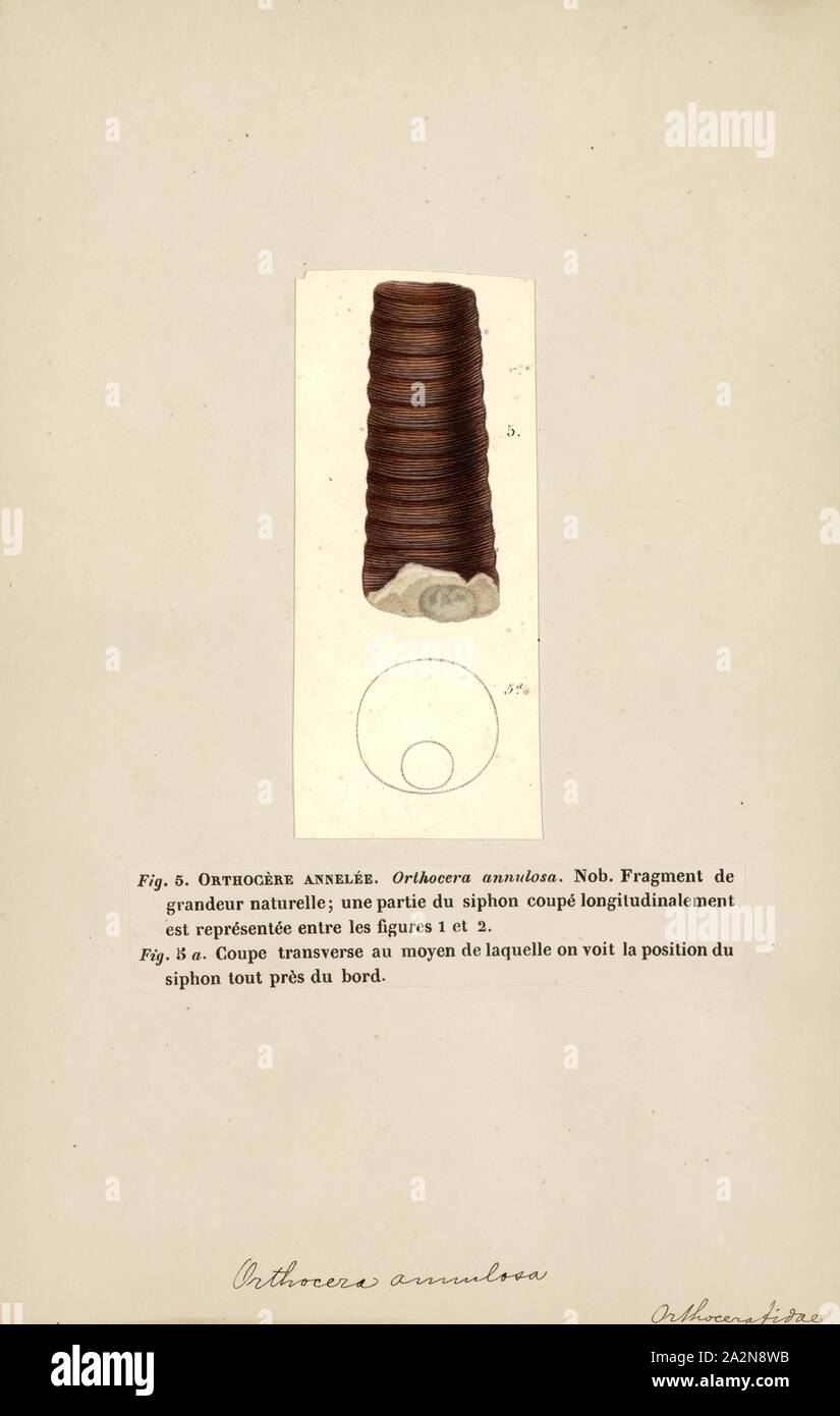 Orthoceras annulosa, stampa Orthoceras ('diritto horn") è un genere di estinto di cefalopodi nautiloid limitata a metà Ordovician età calcari marine degli Stati baltici e della Svezia. Questo genere è talvolta chiamato Orthoceratites Foto Stock