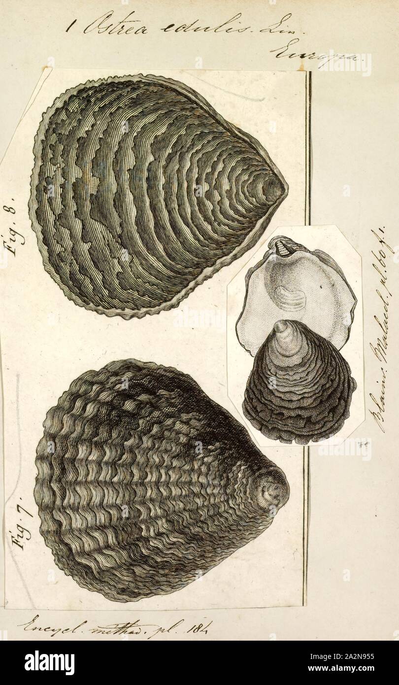 Ostrea edulis, stampa Ostrea edulis, comunemente noto come unione delle ostriche piatte, è una specie di ostrica nativa per l'Europa. Nelle isole britanniche, nomi regionali includono Colchester native oyster, fango ostrica, o ostriche commestibili. In Francia, Ostrea edulis sono noti come piastre huîtres (ostriche piatte) ad eccezione di quelli che provengono dalla Belon estuario del fiume in Bretagna, Francia, che sono noti come Belons Foto Stock