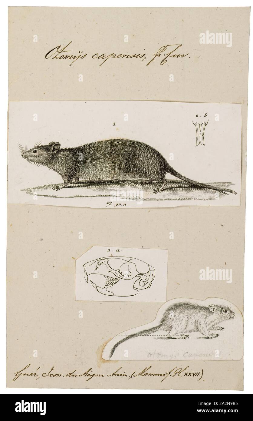 Otomys capensis, Stampa, African vlei ratti (Otomys), noto anche come scanalatura a ratti dentata, vivono in molte aree dell Africa sub-sahariana. La maggior parte delle specie vivono in zone palustri, praterie, e simili alimentazione habitatsand sulla vegetazione di tali aree, di tanto in tanto di completarlo con radici e semi. Il nome "Vlei" si riferisce alla South African termine per il funzionamento intermittente, stagionale o perenne corpi di acqua stagnante, con cranio Foto Stock