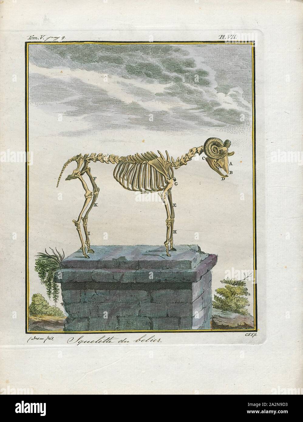 Ovis aries, Stampa Gli animali domestici delle specie ovina (Ovis aries) sono quadrupedal, mammiferi ruminanti tipicamente mantenuta come bestiame. Come la maggior parte dei ruminanti, le pecore sono membri dell ordine Artiodactyla, anche-toed ungulati. Sebbene il nome pecore si applica a molte specie in genere Ovis, nell'utilizzo di tutti i giorni è quasi sempre si riferisce a Ovis aries. La numerazione di un po' di più di un miliardo, ovini domestici sono anche le più numerose specie di pecore. Una femmina adulta di ovini è indicata come una pecora, un maschio intatto come una RAM o occasionalmente un tup, un maschio castrato come un montone castrato, e un giovane di pecore come un agnello., lo scheletro Foto Stock