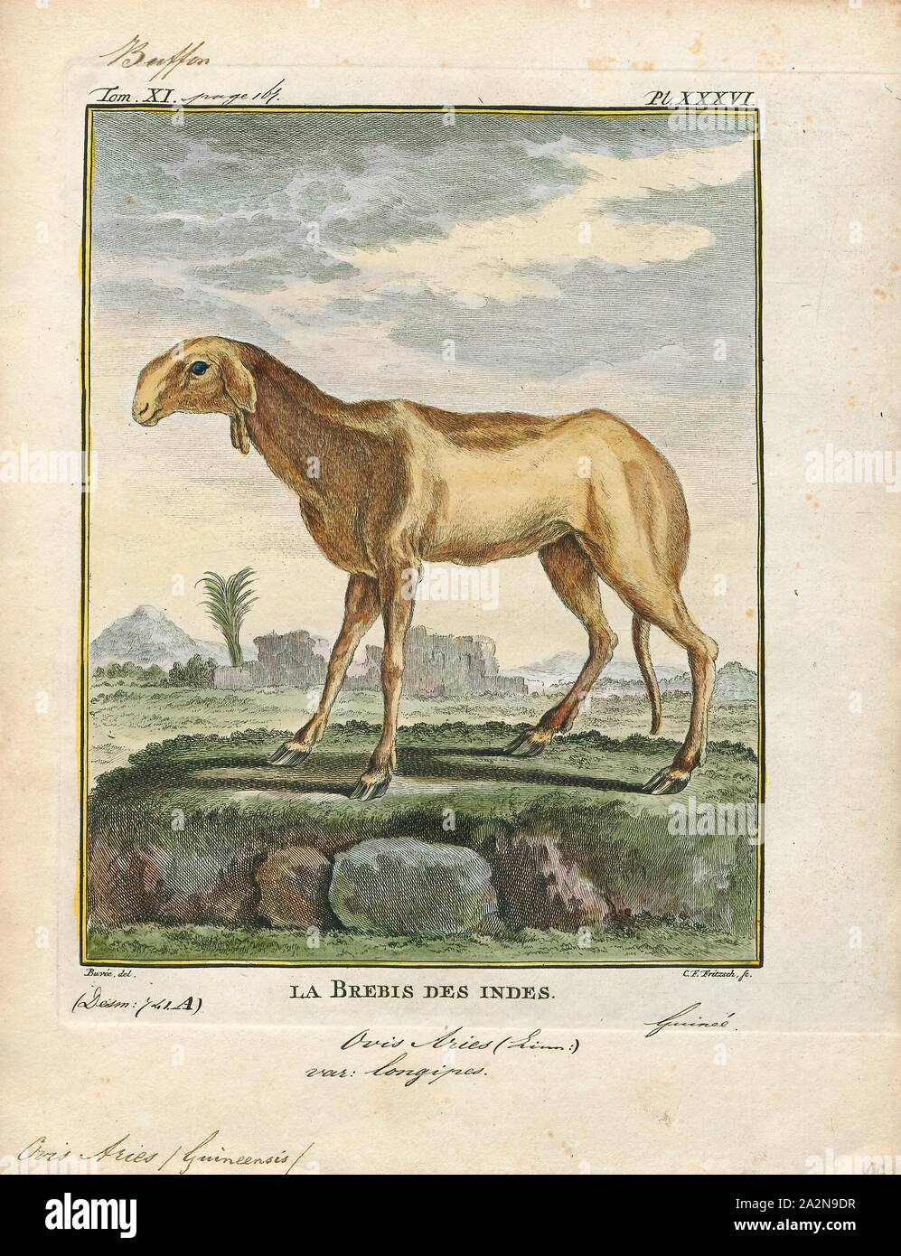 Ovis aries guineensis, stampa Ovis è un genere di mammiferi, parte della sottofamiglia Caprinae della famiglia di ruminanti bovidi. Le sue cinque o più altamente socievole specie sono noti come pecore. La specie ovina domestica è un membro del genere ed è pensato per essere disceso dal muflone selvatico del centro e sud-ovest Asia., 1700-1880 Foto Stock