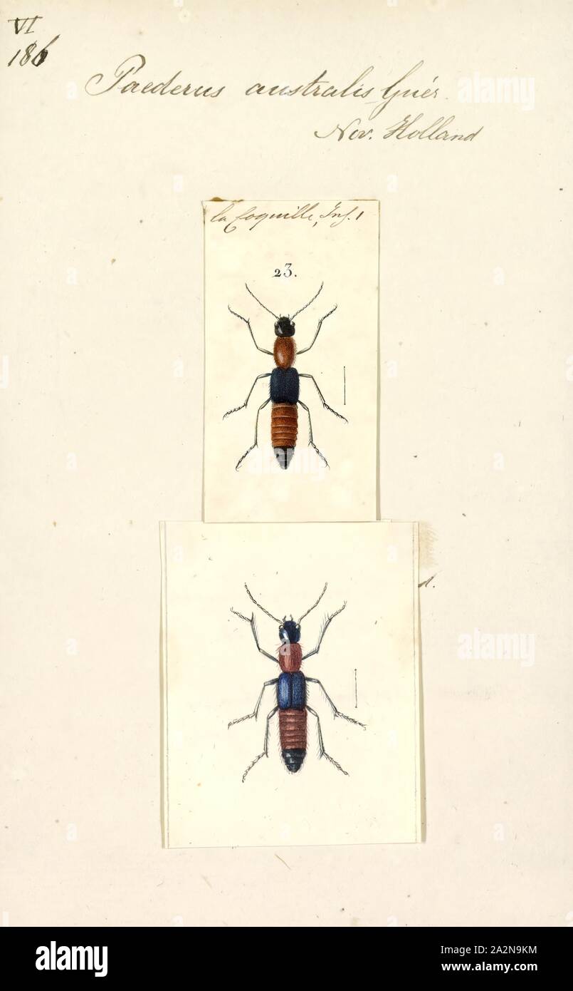 Paederus, stampa Paederus è un genere di piccoli coleotteri della famiglia Staphylinidae ("stafilinidi'). Con 622 specie valida assegnato dal 1987 al subtribe Paederina (Paederus e i suoi stretti alleati), e con tutti i ma 148 entro Paederus stessa, il genere è grande. A causa di tossine nell'emolinfa di alcune specie all'interno di questo genere, che ha dato il suo nome alla dermatite da paederus, una caratteristica di irritazione della pelle che si verifica se uno degli insetti è schiacciato contro la pelle. Che nome, dermatite da Paederus, è una cattiva scelta perché, decenni prima, la miseria era stato chiamato dermatite linearis, un Foto Stock