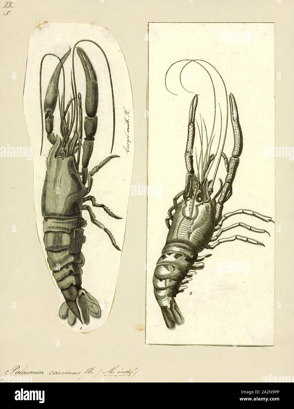 Palaemon carcinus, stampa Macrobrachium carcinus è una specie di gamberi di acqua dolce nativo di torrenti, fiumi e insenature dalla Florida a sud del Brasile. È la più grande specie note di Neotropical gamberi di acqua dolce, crescendo fino a 30 centimetri (12 in) di lunghezza e peso quanto più di 850 grammi (30 once), anche se esemplari più grandi sono stati segnalati. È una specie molto importante per la pesca a fini commerciali in Sao Francisco, dove è conosciuto con il nome locale di pitu. M. carcinus è onnivoro, con una dieta costituita da molluschi, piccoli pesci, alghe, figliata di foglia e insetti Foto Stock