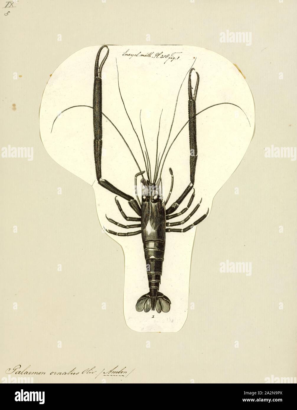 Palaemon ornatus, stampa Macrobrachium carcinus è una specie di gamberi di acqua dolce nativo di torrenti, fiumi e insenature dalla Florida a sud del Brasile. È la più grande specie note di Neotropical gamberi di acqua dolce, crescendo fino a 30 centimetri (12 in) di lunghezza e peso quanto più di 850 grammi (30 once), anche se esemplari più grandi sono stati segnalati. È una specie molto importante per la pesca a fini commerciali in Sao Francisco, dove è conosciuto con il nome locale di pitu. M. carcinus è onnivoro, con una dieta costituita da molluschi, piccoli pesci, alghe, figliata di foglia e insetti Foto Stock