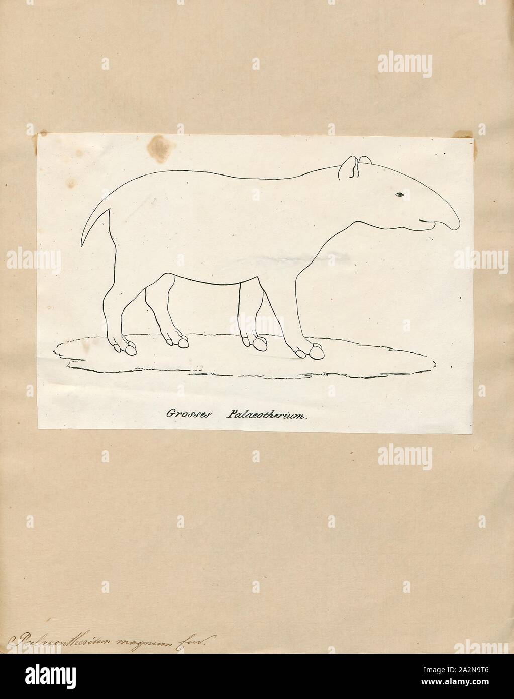 Palaeotherium magnum, Stampa, Palaeotherium ("old bestia') è un genere estinto di primitiva perissodactyl ungulato., 1700-1880 Foto Stock