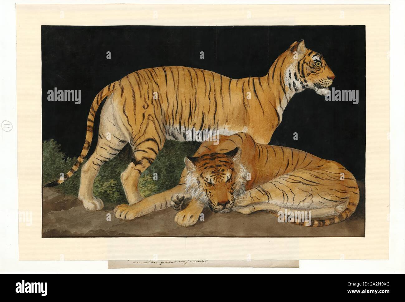 Panthera tigri tigri, stampa Panthera tigris tigris è una sottospecie di tigre in Asia continentale comprendente le seguenti tiger popolazioni:, 1753-1834 Foto Stock