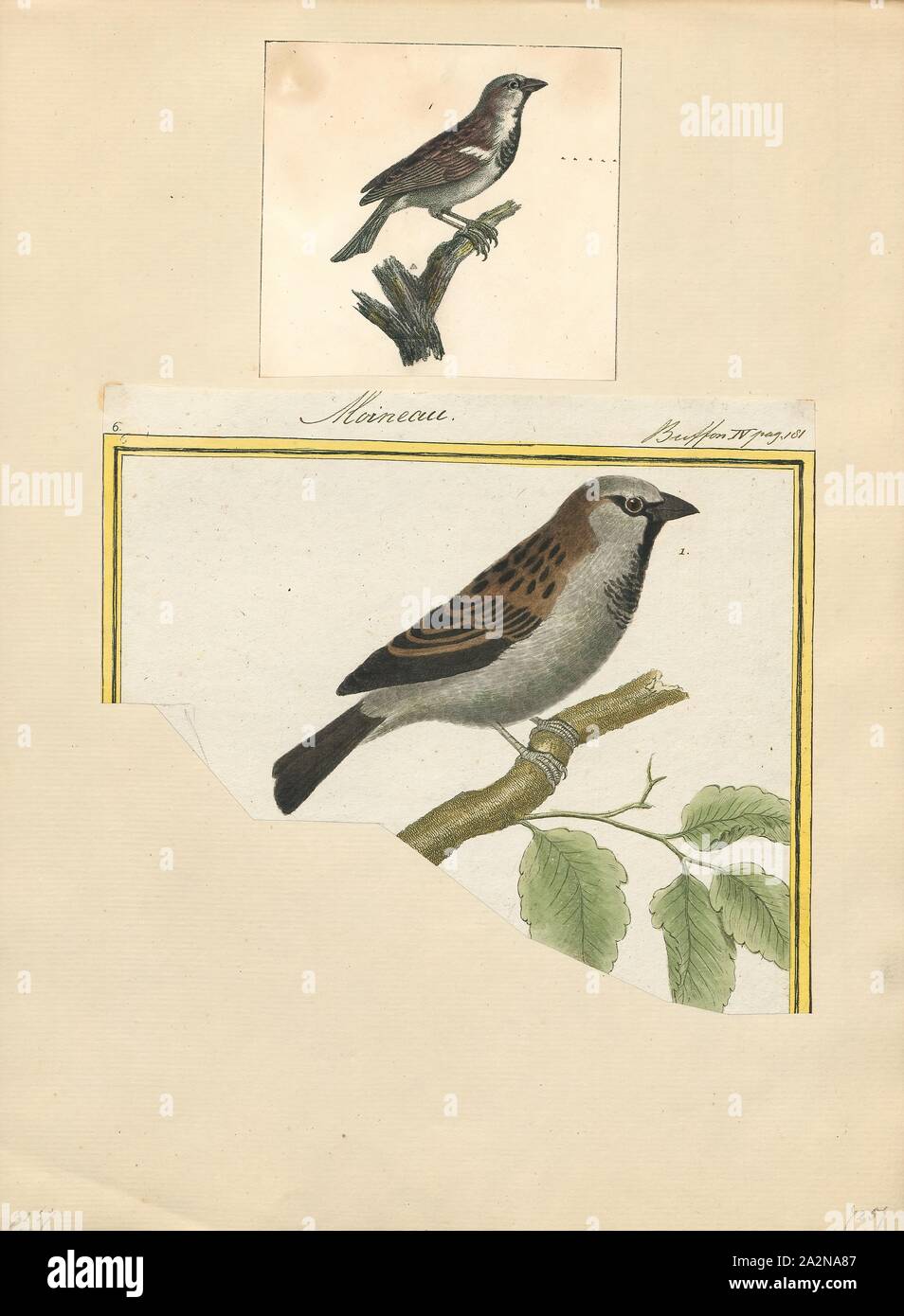 Passer domesticus, stampa la casa passero (Passer domesticus) è un uccello del passero famiglia Passeridae, trovato in più parti del mondo. Si tratta di un piccolo uccello che ha una lunghezza tipica di 16 cm (6,3 in) e di una massa di 24-39,5 g (0,85-1,39 oz). Femmine e gli uccelli giovani sono di colore marrone pallido e il grigio e i maschi sono più luminosi di nero, bianco e marrone e marcature. Uno dei circa 25 specie in genere Passer, la casa passero è nativo per la maggior parte d'Europa, del bacino del Mediterraneo e gran parte dell'Asia. La sua intenzionale o accidentale le presentazioni in molte regioni, comprese le parti di Australasia Foto Stock