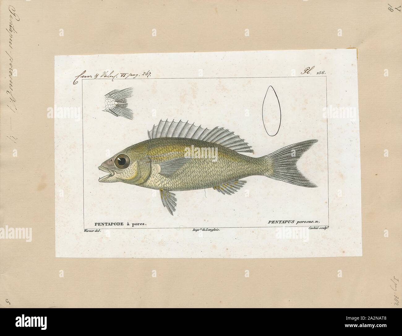 Pentapus porosus, stampa 1828-1849 Foto Stock