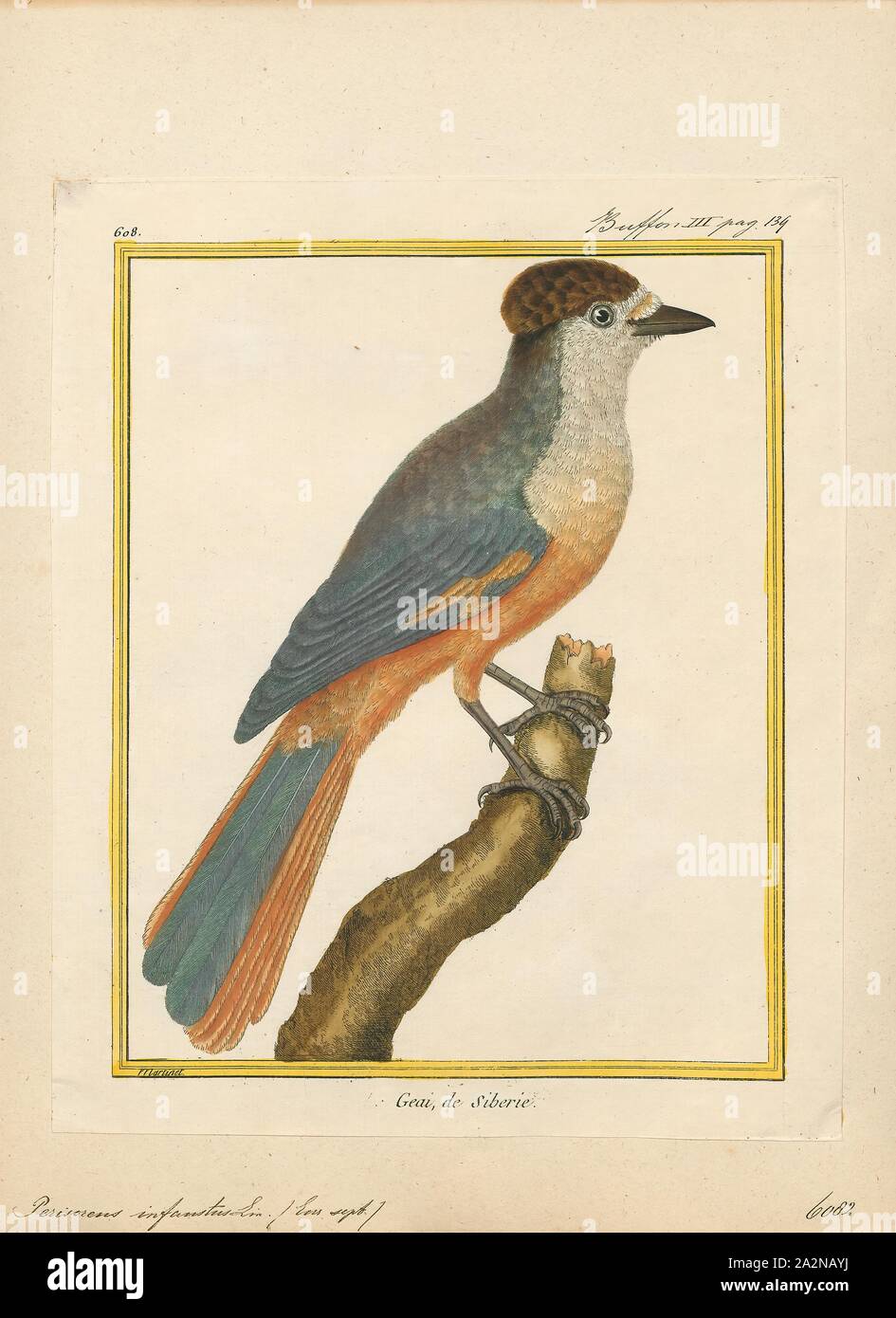 Perisoreus infaustus, stampa, il Siberiano jay (Perisoreus infaustus) è un piccolo jay con una distribuzione diffusa entro le foreste di conifere in Nord Eurasia. Sebbene il suo habitat è frammentato, si tratta di un uccello comune con una gamma molto ampia in modo che l'Unione internazionale per la conservazione della natura ha valutato il suo stato di conservazione come di "meno preoccupazione"., 1700-1880 Foto Stock