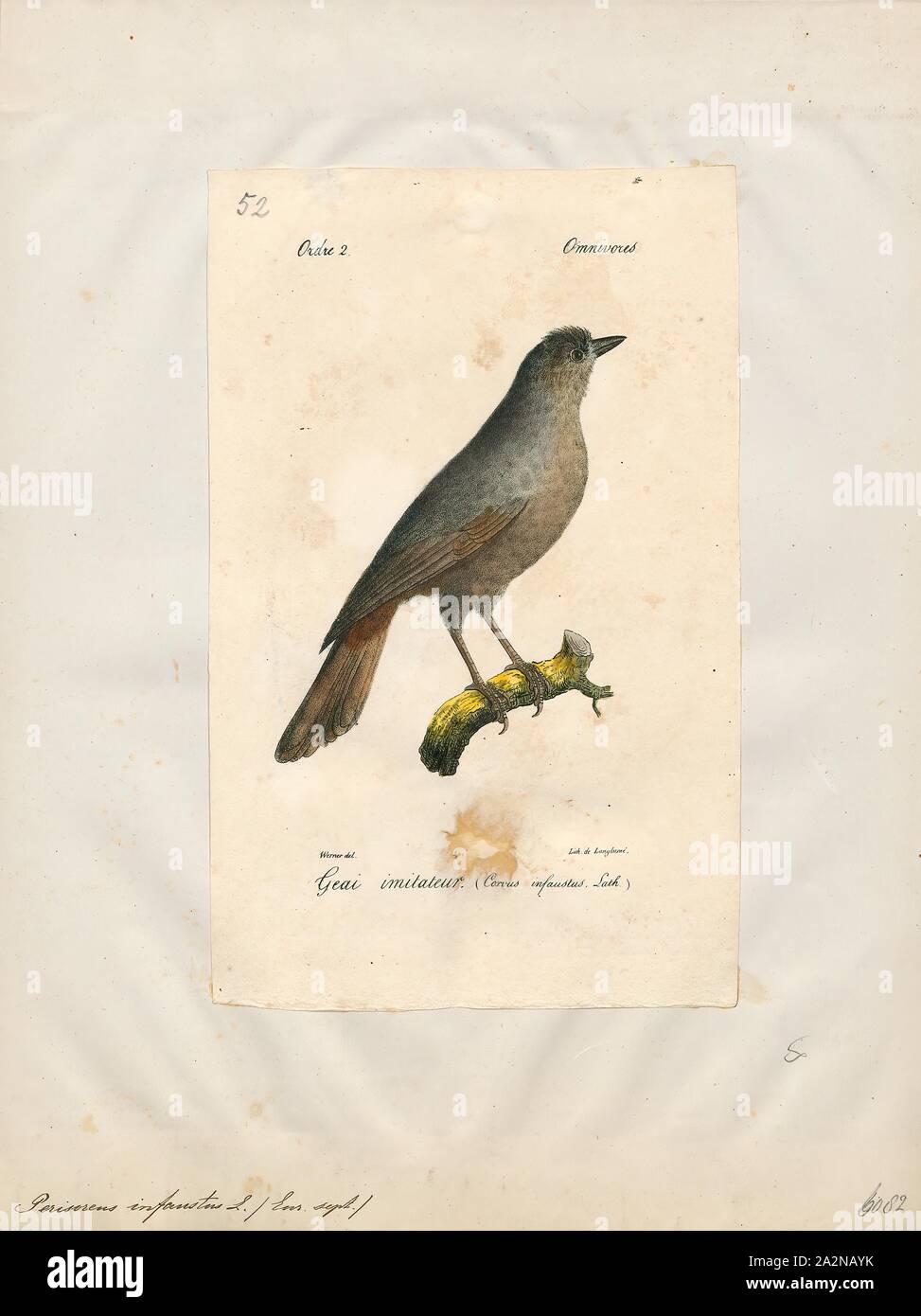 Perisoreus infaustus, stampa, il Siberiano jay (Perisoreus infaustus) è un piccolo jay con una distribuzione diffusa entro le foreste di conifere in Nord Eurasia. Sebbene il suo habitat è frammentato, si tratta di un uccello comune con una gamma molto ampia in modo che l'Unione internazionale per la conservazione della natura ha valutato il suo stato di conservazione come di "meno preoccupazione"., 1842-1848 Foto Stock