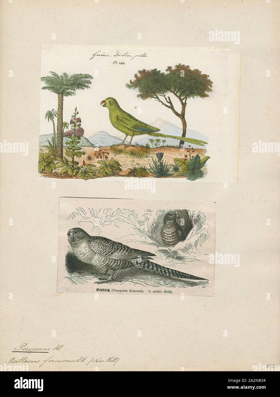 Pezoporus formosus, stampa il genere Pezoporus contiene tre specie australiana: la notte parrot (Pezoporus occidentalis) e la massa criptico pappagalli, la massa orientale parrot (Pezoporus wallicus) e la parte occidentale della terra parrot (Pezoporus flaviventris). Il pappagallo di notte è stata precedentemente separata in un genere distinto, Geopsittacus. Il genere è parte della tribù Pezoporini., 1700-1880 Foto Stock