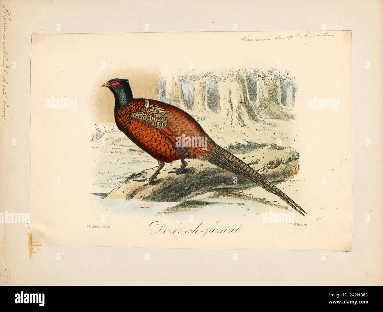 Phasianus colchicus, stampa il fagiano comune (Phasianus colchicus) è un uccello della famiglia fagiano (Fasianidi). Il nome del genere deriva dal latino phasianus, 'Pheasant'. Il nome della specie colchicus è Latino per "della Colchide' (giorno moderno Georgia), un paese sul Mare Nero dove fagiani divenne noto agli europei., 1869-1876 Foto Stock