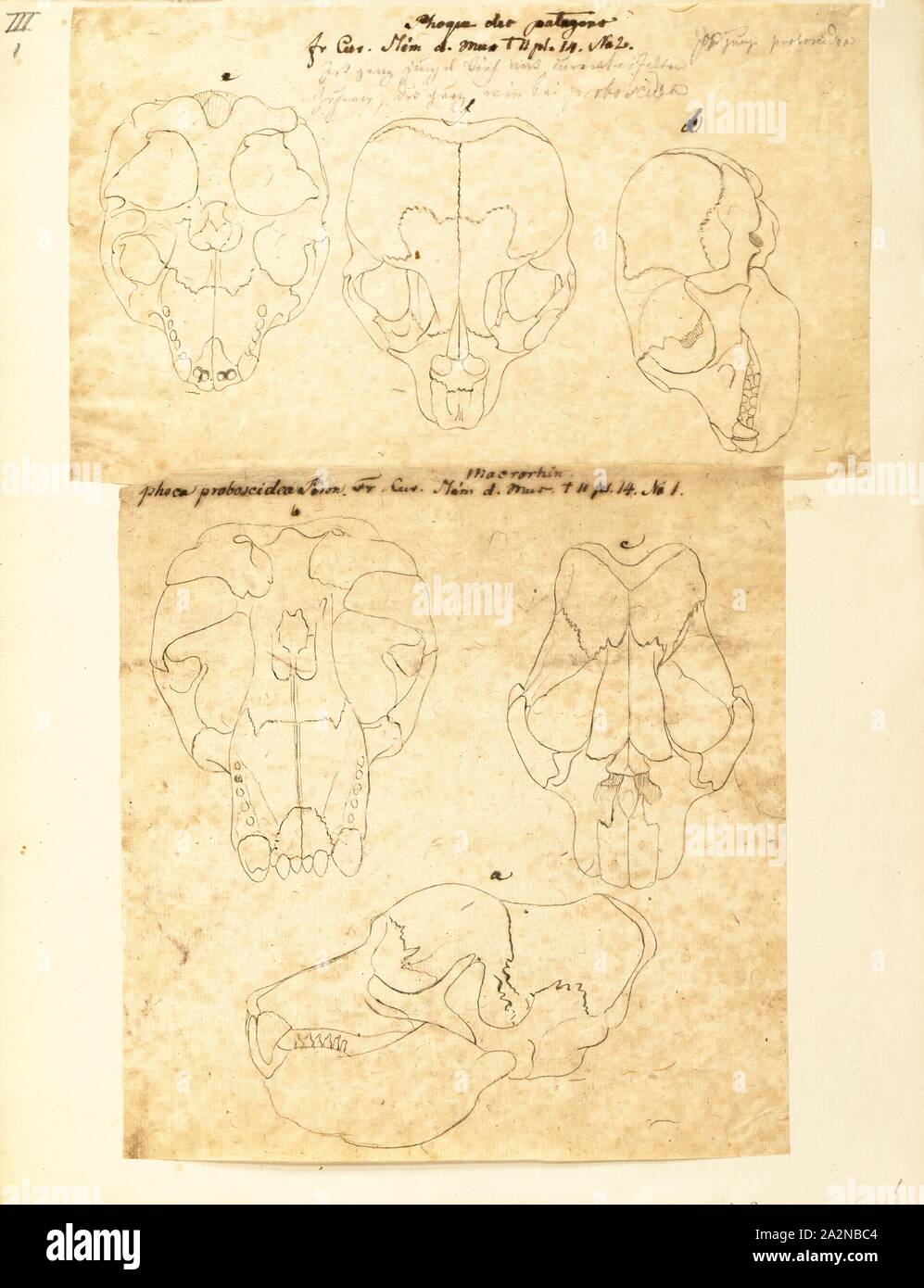 Phoca proboscidea, stampa Phoca è un genere di guarnizioni earless, all interno della famiglia Phocidae. Esso contiene ora solo due specie, la guarnizione comune (o guarnizione di porto) e il Sigillo chiazzato (largha o guarnizione di tenuta). Diverse specie elencati in precedenza al di sotto di questo genere sono stati suddivisi in generi Pusa, Pagophilus e Histriophoca. Fino a poco tempo fa, Phoca largha è stata considerata una sottospecie di Phoca vitulina ma ora è considerato la sua propria specie. Per questo motivo la storia fossile del genere non è chiara e si è già stato usato come cestino taxon per un certo numero di fossili di incerta affinità., 1700 Foto Stock