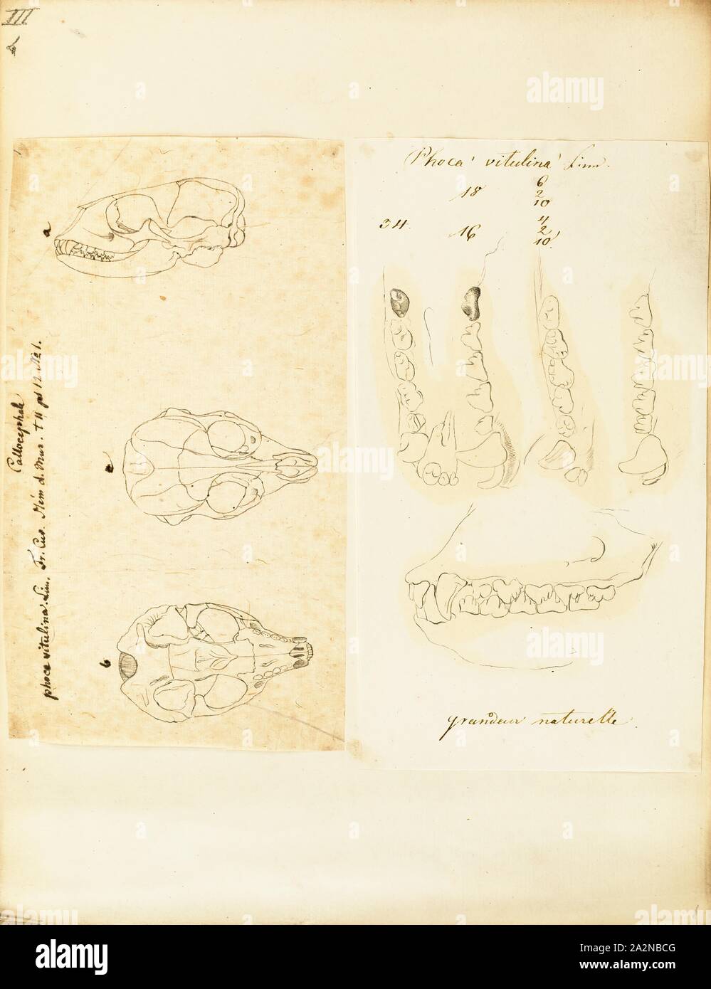 Phoca vitulina, stampa il porto (o porto) guarnizione (Phoca vitulina), noto anche come la guarnizione comune, è una vera e propria guarnizione di tenuta che si trova lungo la temperata e Artico coste marine dell'emisfero settentrionale. Il più diffuso specie di pinniped (trichechi, foche orecchie, e vero guarnizioni), si trovano nelle acque costiere del Nord Atlantico e Pacifico e il Mar Baltico e il Mare del Nord., 1700-1880 Foto Stock