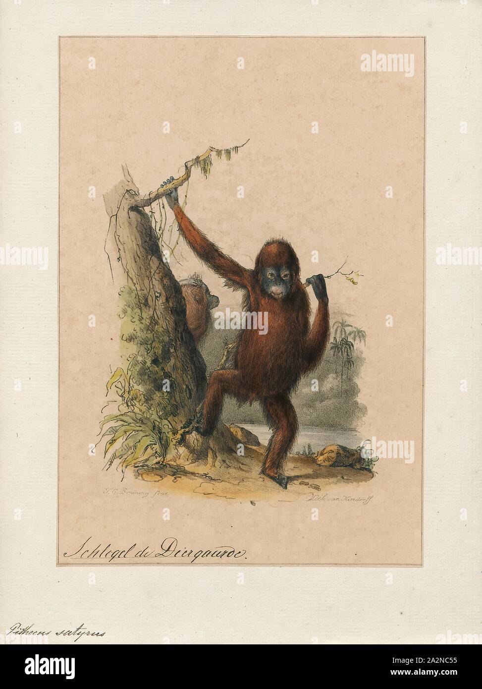 Pithecus satyrus, stampa 1842-1849 Foto Stock