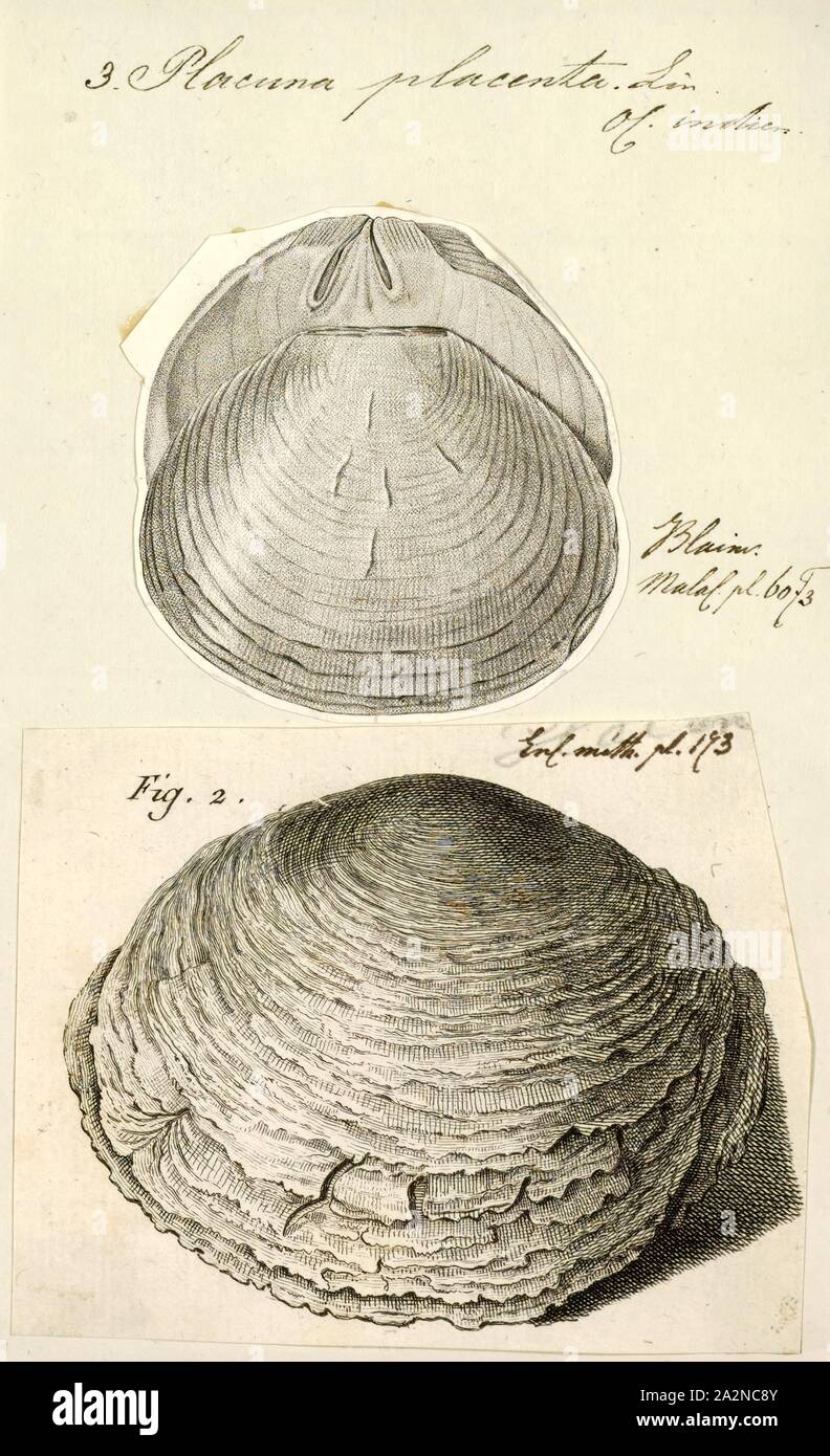 Placuna placenta, stampa il vetro di finestra ostrica (Placuna placenta) è un bivalve mollusco marino nella famiglia di Placunidae. Essi sono commestibili, ma valutate più per la loro gusci (e piuttosto piccole perle). I gusci sono stati usati per migliaia di anni come un sostituto di vetro a causa della loro durata e traslucenza. Più recentemente sono stati impiegati nella fabbricazione degli elementi decorativi quali lampadari e paralumi; in tale uso, il guscio è noto come il capiz kapis o. Conchiglie Capiz vengono anche utilizzati come materie prime per la colla, gesso e vernice Foto Stock