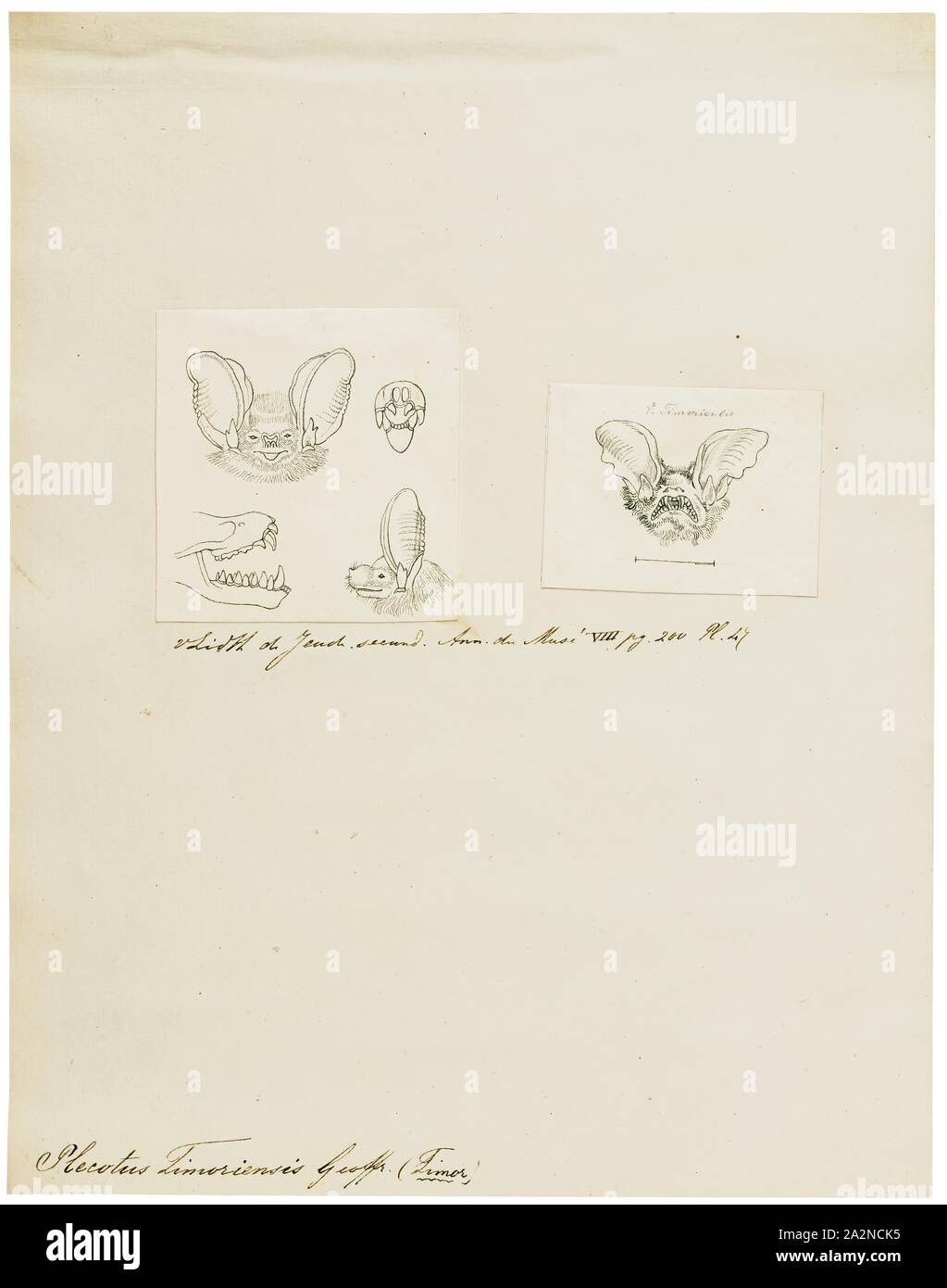 Plecotus timoriensis, stampa il genere Plecotus consiste di lungo-eared pipistrelli. Molte specie in genere sono solo state descritte e riconosciuto in questi ultimi anni., 1700-1880 Foto Stock