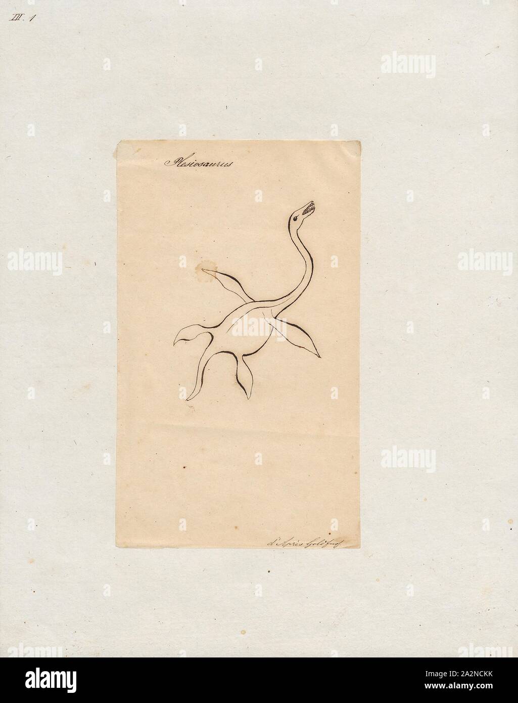 Plesiosaurus spec., Stampa Plesiosaurus è un genere di estinte, grandi marino sauropterygian reptile che ha vissuto nel corso della prima parte del Giurassico, ed è noto da quasi scheletri completi del Lias di Inghilterra. Esso è distinguibile dalla sua testa piccola, lunghi e sottili del collo ampio tartaruga-come il corpo, una coda corta e due coppie di grandi piastre allungate. Essa dà il nome all'ordine Plesiosauria, di che si tratta di un inizio, ma abbastanza tipico degli stati. Esso contiene una sola specie, tipo, Plesiosaurus dolichodeirus. Altre specie una volta assegnato a questo genere, compresi P Foto Stock