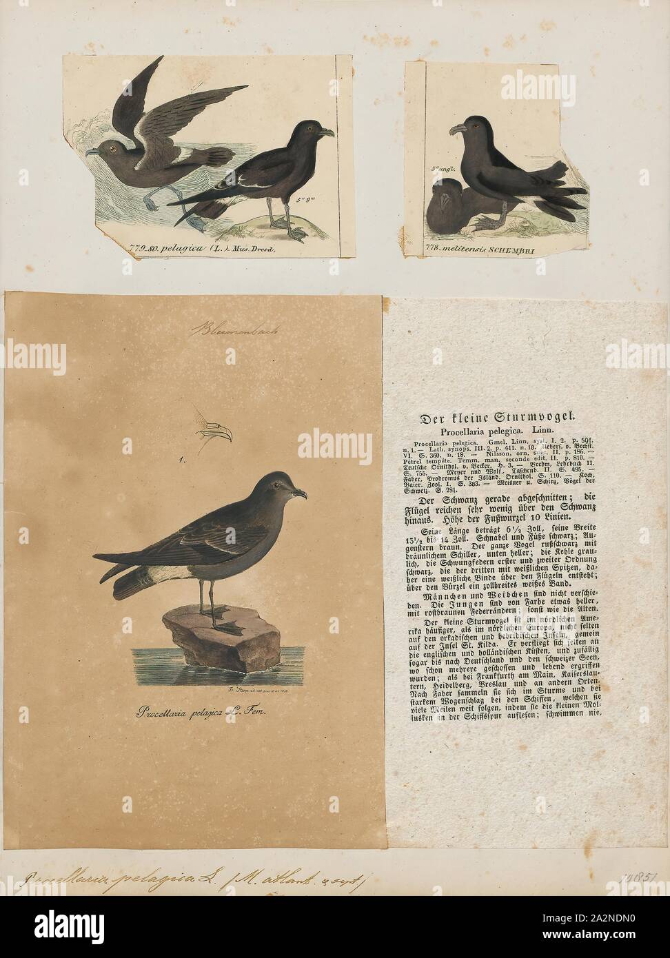 Procellaria pelagica, stampa Il Parlamento storm petrel, British storm petrel, o semplicemente storm petrel (Hydrobates pelagicus) è un uccello nel nord storm petrel famiglia Hydrobatidae. È il solo membro del genere Hydrobates. La piccola piazza-tailed bird è interamente nero tranne per un ampio, fesa di bianco e una banda bianca sulla sotto le ali e ha una svolazzante, bat-come volo. La grande maggioranza della popolazione razze su isole al largo delle coste dell'Europa, con il maggior numero di persone nelle isole Faerøer, Regno Unito, Irlanda e Islanda. La popolazione mediterranea è un separato Foto Stock