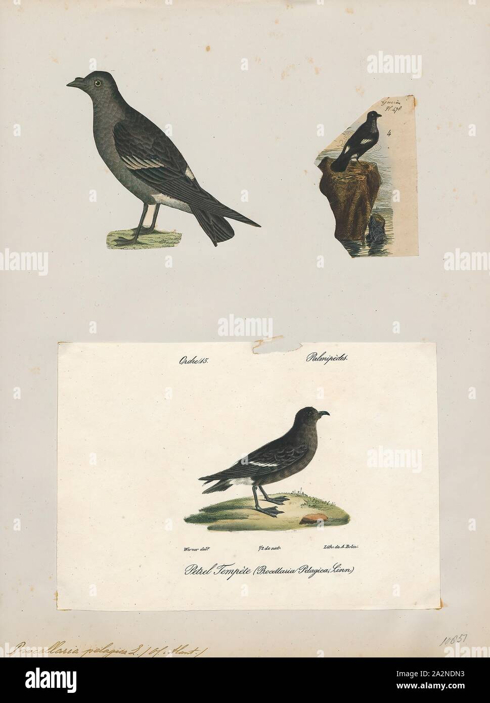 Procellaria pelagica, stampa Il Parlamento storm petrel, British storm petrel, o semplicemente storm petrel (Hydrobates pelagicus) è un uccello nel nord storm petrel famiglia Hydrobatidae. È il solo membro del genere Hydrobates. La piccola piazza-tailed bird è interamente nero tranne per un ampio, fesa di bianco e una banda bianca sulla sotto le ali e ha una svolazzante, bat-come volo. La grande maggioranza della popolazione razze su isole al largo delle coste dell'Europa, con il maggior numero di persone nelle isole Faerøer, Regno Unito, Irlanda e Islanda. La popolazione mediterranea è un separato Foto Stock