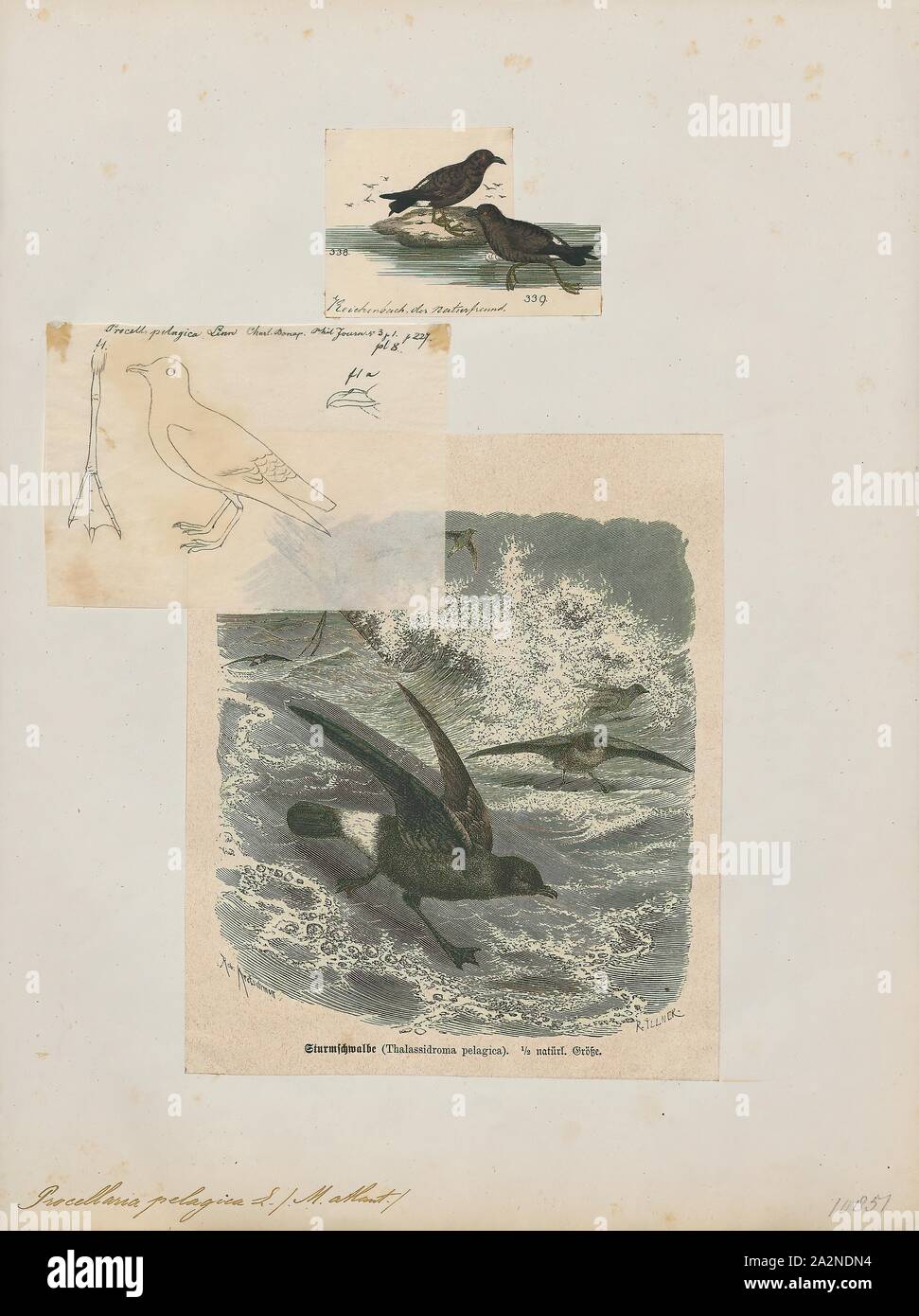 Procellaria pelagica, stampa Il Parlamento storm petrel, British storm petrel, o semplicemente storm petrel (Hydrobates pelagicus) è un uccello nel nord storm petrel famiglia Hydrobatidae. È il solo membro del genere Hydrobates. La piccola piazza-tailed bird è interamente nero tranne per un ampio, fesa di bianco e una banda bianca sulla sotto le ali e ha una svolazzante, bat-come volo. La grande maggioranza della popolazione razze su isole al largo delle coste dell'Europa, con il maggior numero di persone nelle isole Faerøer, Regno Unito, Irlanda e Islanda. La popolazione mediterranea è un separato Foto Stock