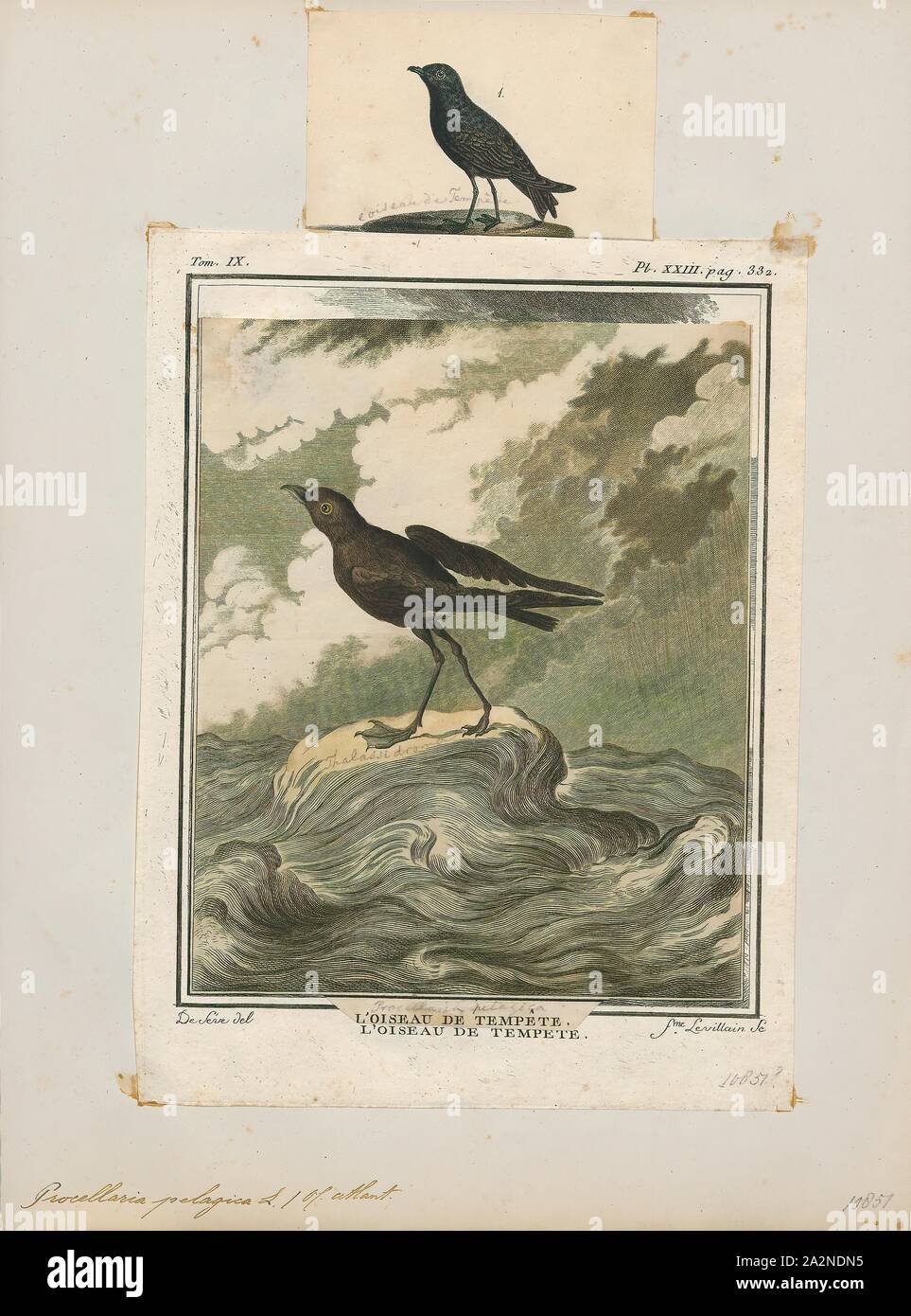 Procellaria pelagica, stampa Il Parlamento storm petrel, British storm petrel, o semplicemente storm petrel (Hydrobates pelagicus) è un uccello nel nord storm petrel famiglia Hydrobatidae. È il solo membro del genere Hydrobates. La piccola piazza-tailed bird è interamente nero tranne per un ampio, fesa di bianco e una banda bianca sulla sotto le ali e ha una svolazzante, bat-come volo. La grande maggioranza della popolazione razze su isole al largo delle coste dell'Europa, con il maggior numero di persone nelle isole Faerøer, Regno Unito, Irlanda e Islanda. La popolazione mediterranea è un separato Foto Stock