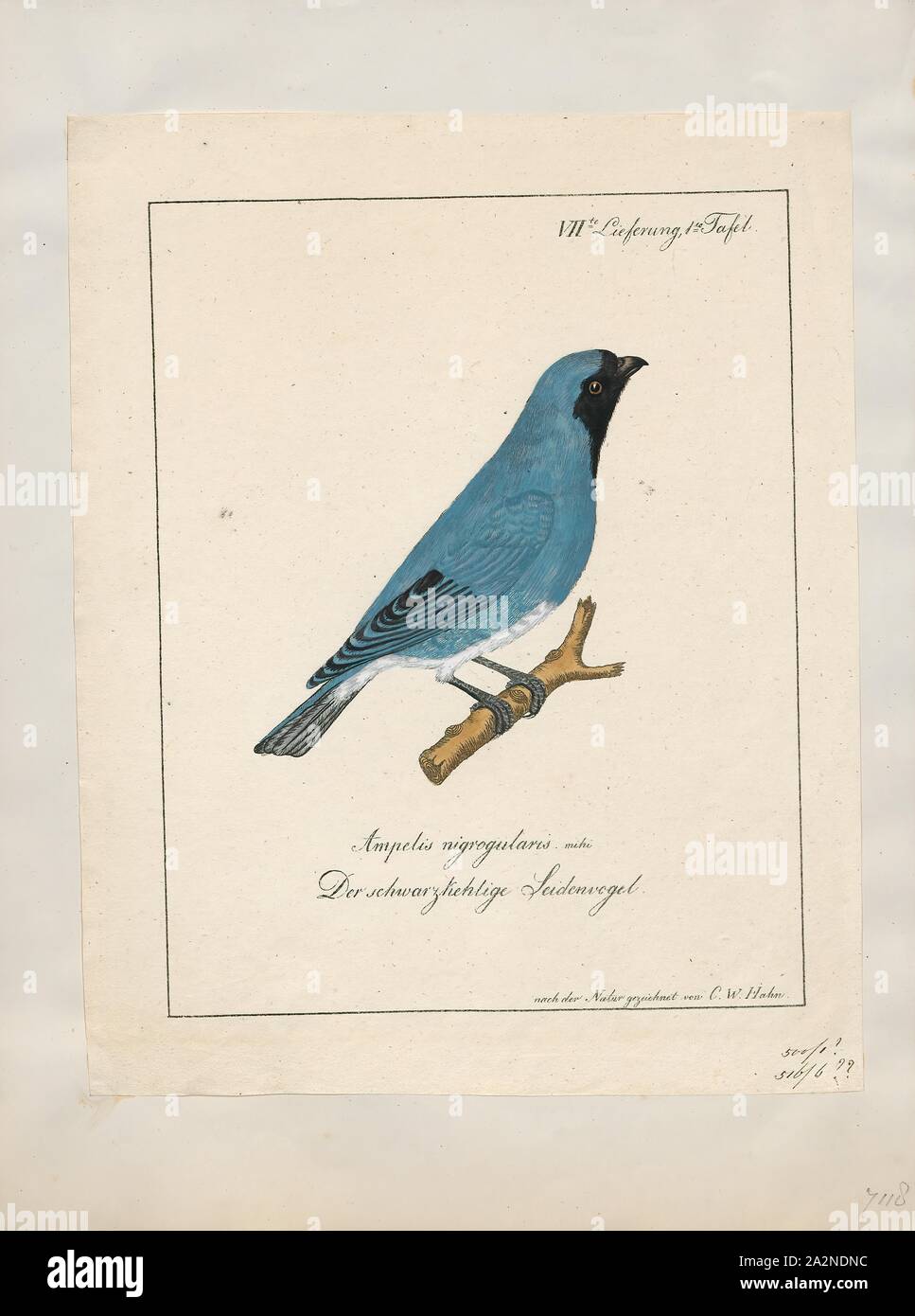 Procnias tersa, stampa Neotropical bellbird, Neotropical bellbird (o semplicemente bellbird) è il nome comune dato a passerine uccelli del genere Procnias, trovati in neotropicale. Essi sono membri della famiglia cotinga. In alcune parti della loro gamma, essi sono a volte indicati come "araponga'. Essi sono tutti limitato al tropicale o subtropicale umido regioni boschive, spesso in basso montagne o colline. Come indicato dal loro nome comune, hanno tutti estremamente rumoroso chiamate che sono una reminiscenza di una campana di metallo essendo rung., 1700-1880 Foto Stock Procnias tersa, stampa Neotropical bellbird, Neotropical bellbird (o semplicemente bellbird) è il nome comune dato a passerine uccelli del genere Procnias, trovati in neotropicale. Essi sono membri della famiglia cotinga. In alcune parti della loro gamma, essi sono a volte indicati come "araponga'. Essi sono tutti limitato al tropicale o subtropicale umido regioni boschive, spesso in basso montagne o colline. Come indicato dal loro nome comune, hanno tutti estremamente rumoroso chiamate che sono una reminiscenza di una campana di metallo essendo rung., 1700-1880 Foto Stock