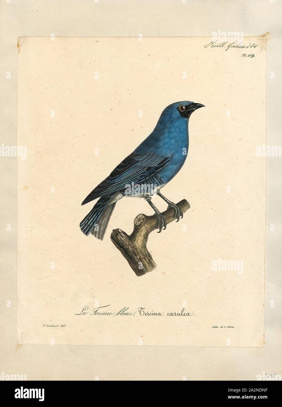 Procnias tersa, stampa Neotropical bellbird, Neotropical bellbird (o semplicemente bellbird) è il nome comune dato a passerine uccelli del genere Procnias, trovati in neotropicale. Essi sono membri della famiglia cotinga. In alcune parti della loro gamma, essi sono a volte indicati come "araponga'. Essi sono tutti limitato al tropicale o subtropicale umido regioni boschive, spesso in basso montagne o colline. Come indicato dal loro nome comune, hanno tutti estremamente rumoroso chiamate che sono una reminiscenza di una campana di metallo essendo rung., 1825-1834 Foto Stock Procnias tersa, stampa Neotropical bellbird, Neotropical bellbird (o semplicemente bellbird) è il nome comune dato a passerine uccelli del genere Procnias, trovati in neotropicale. Essi sono membri della famiglia cotinga. In alcune parti della loro gamma, essi sono a volte indicati come "araponga'. Essi sono tutti limitato al tropicale o subtropicale umido regioni boschive, spesso in basso montagne o colline. Come indicato dal loro nome comune, hanno tutti estremamente rumoroso chiamate che sono una reminiscenza di una campana di metallo essendo rung., 1825-1834 Foto Stock
