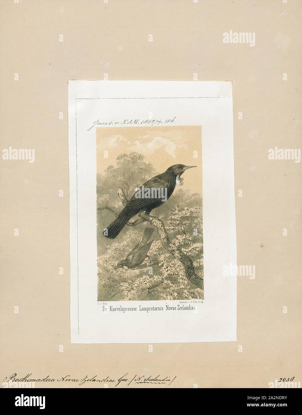 Prosthemadera novae seelandiae, stampa la TUI è un male endemico passerine bird della Nuova Zelanda, e l'unica specie in genere Prosthemadera. Si tratta di uno dei più grandi specie nelle diverse Australasian honeyeater famiglia e una delle due specie viventi di quella famiglia trovata in Nuova Zelanda, l'altro essendo la relativa Nuova Zelanda bellbird. La specie ha una distribuzione larga nell arcipelago, che vanno dal subtropicale Isole Kermadec al sub-Antartico isole di Auckland, così come le isole principali., 1865 Foto Stock