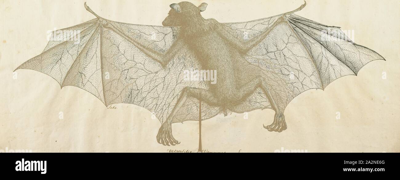 Pteropus edulis, stampare il nero-eared flying fox, specie Pteropus melanotus, è un pipistrello della famiglia Pteropodidae (megabats). Noto anche come Blyth's flying fox, è trovato su isole Andamane e Nicobar (India), e a Sumatra (Indonesia). Una popolazione sull isola di Natale, che è in pericolo critico, è stata posta come una sottospecie di questa popolazione. La conservazione e la tassonomia delle popolazione che più tardi è stata ristabilita come una specie distinta, l'Isola di Natale frutta-bat Pteropus natalis., 1700-1880 Foto Stock