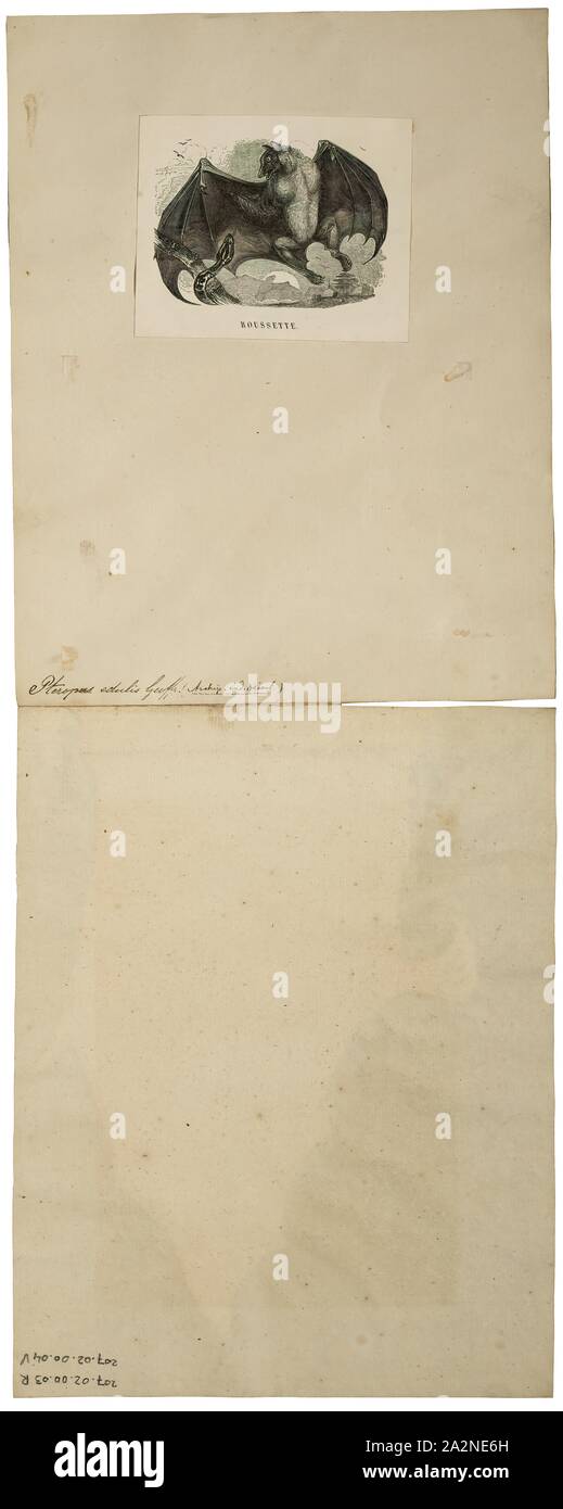 Pteropus edulis, stampare il nero-eared flying fox, specie Pteropus melanotus, è un pipistrello della famiglia Pteropodidae (megabats). Noto anche come Blyth's flying fox, è trovato su isole Andamane e Nicobar (India), e a Sumatra (Indonesia). Una popolazione sull isola di Natale, che è in pericolo critico, è stata posta come una sottospecie di questa popolazione. La conservazione e la tassonomia delle popolazione che più tardi è stata ristabilita come una specie distinta, l'Isola di Natale frutta-bat Pteropus natalis., 1700-1880 Foto Stock