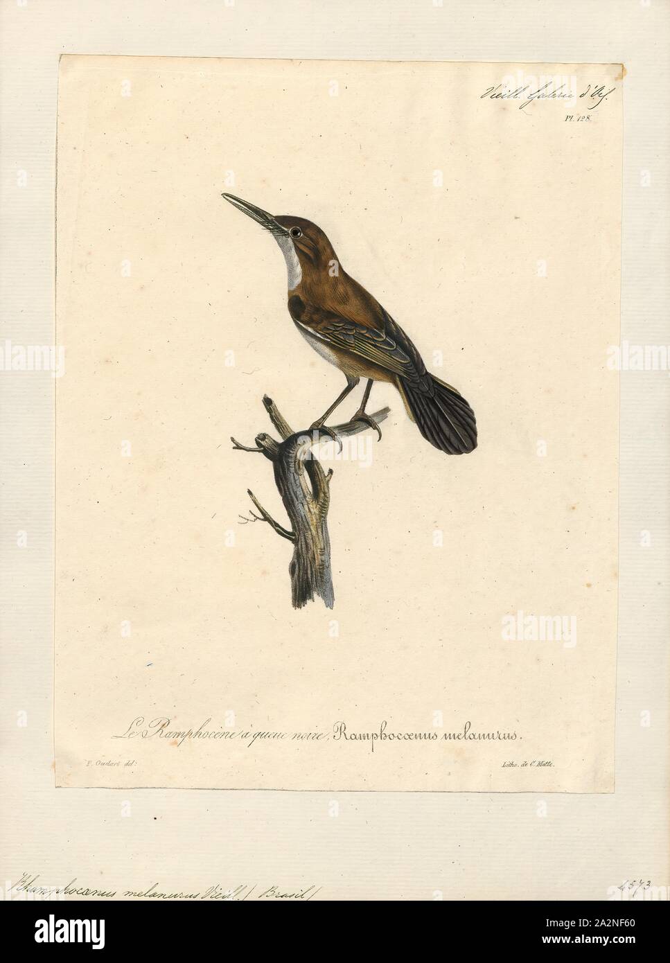 Rhamphocaenus melanurus, stampa 1825-1834 Foto Stock