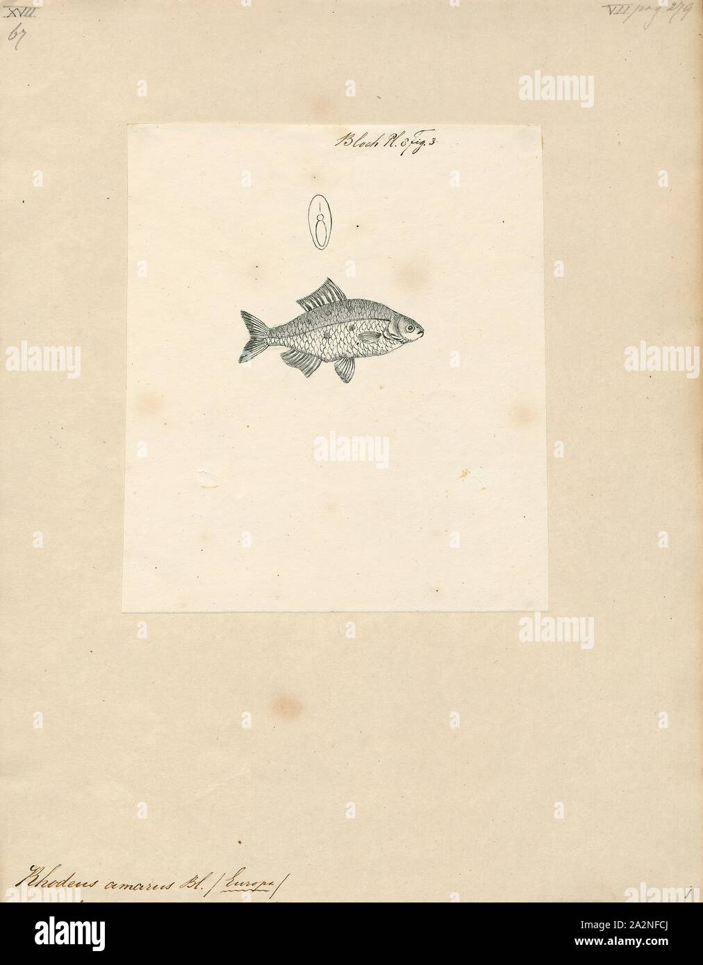 Rhodeus amarus, stampa Il Parlamento bitterling (Rhodeus amarus) è un moderato di pesce di acqua dolce appartenente alla sottofamiglia Acheilognathinae del Cyprinidae famiglia. Esso proviene in Europa, compresa tra il fiume Rodano bacino in Francia per il fiume Neva in Russia. Esso è stato originariamente descritto come Cyprinus amarus da Marcus Elieser Bloch nel 1782, ed è stata citata nella letteratura scientifica come Rhodeus sericeus amarus. È noto semplicemente come "l'bitterling' nella sua gamma nativo, dove è la sola specie del suo genere Rhodeus, e talvolta nella letteratura scientifica, anche, ma questo è Foto Stock