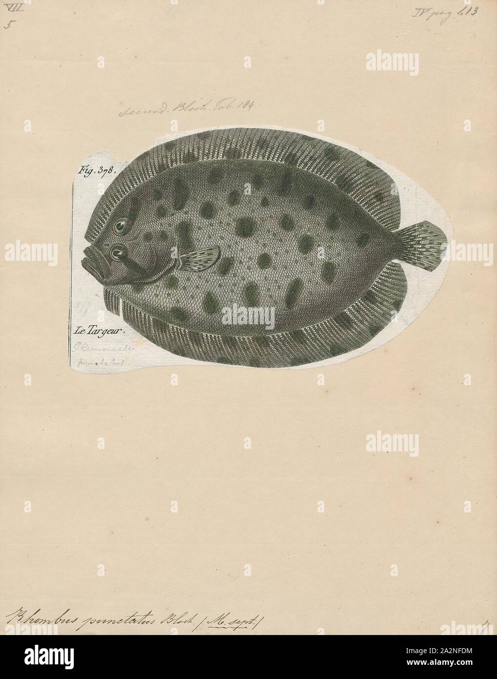 Rombo punctatus, Stampa 1788 Foto Stock