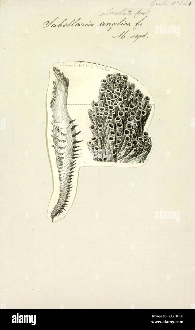 Sabellaria anglica, stampa Sabellaria è un genere di marine polychaete worm nella famiglia Sabellariidae. La specie tipo è Sabellaria alveolata (Linnaeus, 1767). Questi worm sono sedentari e costruire i tubi in cui vivere da sabbia e frammenti di guscio. Alcune specie sono chiamati nido worm e quando essi si verificano in numeri grandi possono costituire barriere coralline su rocce e altri substrati duri. Essi sono filtri alimentatori, si estende un pennacchio-come fan di radioles dall'estremità del tubo al fine di catturare il plancton e detriti galleggianti passato. Essi hanno un opercolo distintivo che è usato per bloccare l'apertura Foto Stock