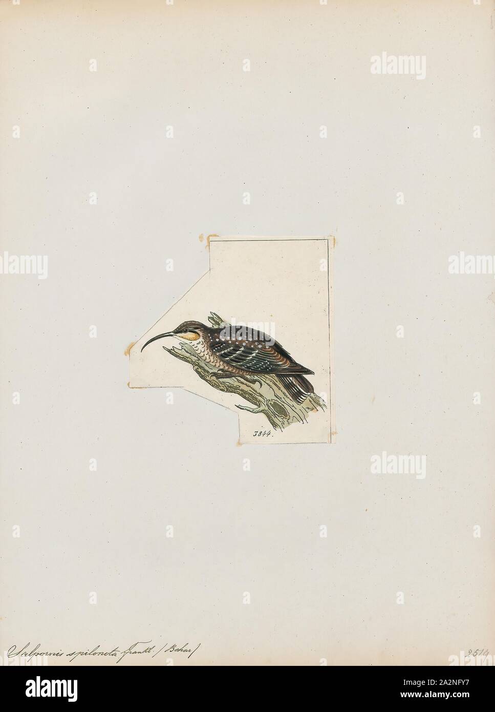 Salpornis spilonota, stampa l'Indiano macchiato il superriduttore (Salpornis spilonota) è un piccolo uccello passerine, che è un membro della sottofamiglia Salpornithinae che è collocato lungo con il treecreepers nella famiglia Certhiidae. Questo piccolo uccello ha pavimento in marmo piumaggio bianco e nero che rende difficile individuare come i foraggi sui tronchi di buio, profondamente incrinato alberi dove esso preleva dalla preda di insetti utilizzando curve di bill. Si è trovato in irregolarmente distribuiti località principalmente nella macchia secca e aprire foreste decidue del centro e del nord dell' India peninsulare. Non eseguire la migrazione. La loro inclusione Foto Stock