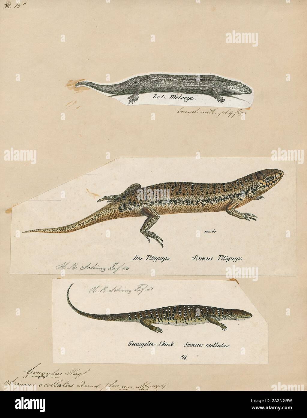 Scincus ocellatus, stampa Scincus è un genere di skinks, lucertole nella famiglia Scincidae. Il genere contiene quattro specie, tutte le quali sono tipici abitanti del deserto, che vivono nella sabbia e dune-come le zone con un caldo e il clima asciutto. Specie in genere Scincus può essere trovato da saudita del deserto del Sahara., 1700-1880 Foto Stock