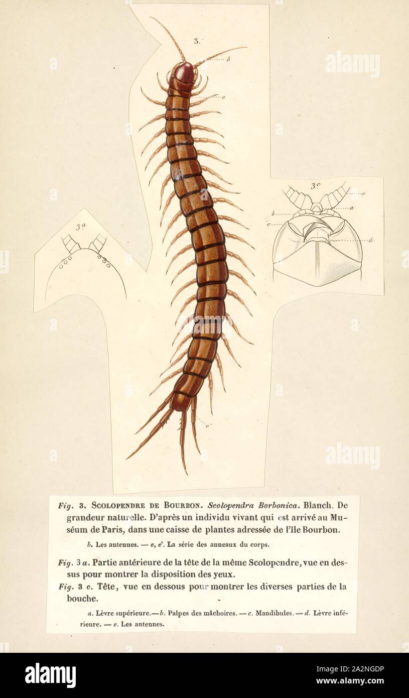 Scolopendra, stampa Scolopendra è una specie del genere ricco di grandi millepiedi tropicale della famiglia Scolopendridae Foto Stock