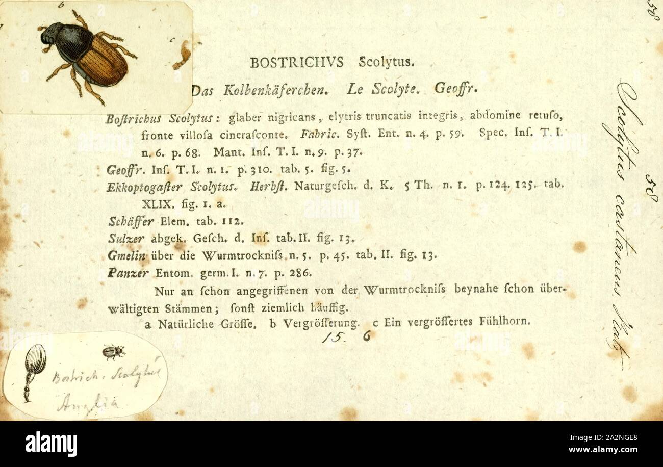 Scolytus, stampa Scolytus è un genere di scolitidi (sottofamiglia Scolytinae). Essa include molte specie notoriamente distruggendo alberi nelle foreste. La malattia dell'olmo olandese è diffusa in America del Nord da due specie : il nativo di Olmo corteccia beetle, Hylurgopinus rufipes, e la Comunità europea elm bostrico, Scolytus multistriatus. In Europa, mentre il suddetto Scolytus multistriatus ancora agisce come vettore di infezione, è molto meno efficace del grande elm scolitidi Scolytus scolytus Foto Stock