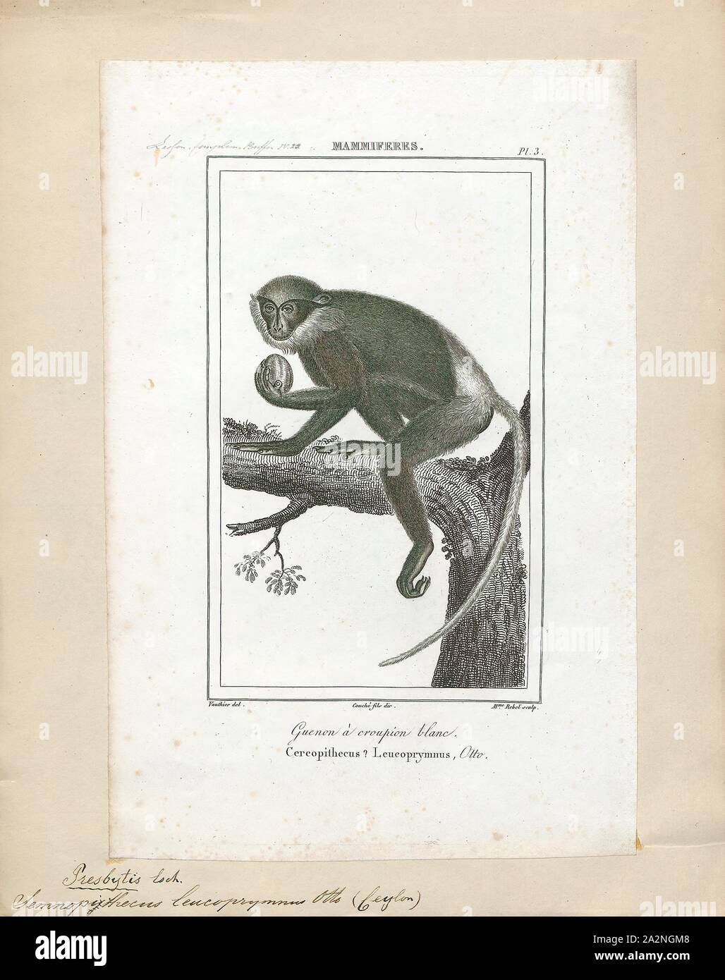 Semnopithecus leucoprymnus, Stampa, Grigio, langurs langurs sacra, langurs indiano o Hanuman langurs sono un gruppo di scimmie del Vecchio Mondo nativo del subcontinente indiano che costituiscono la totalità del genere Semnopithecus. La maggior parte dei taxa tradizionalmente sono stati collocati nella singola specie Semnopithecus entellus. Nel 2001, è stato raccomandato che parecchi ex distintivo sottospecie dovrebbe essere dato lo status di specie, così che sette specie sono riconosciuti.una classificazione tassonomica con un minor numero di specie è anche stato proposto. La prova genetica suggerisce che il Nilgiri langur viola-di fronte langur Foto Stock