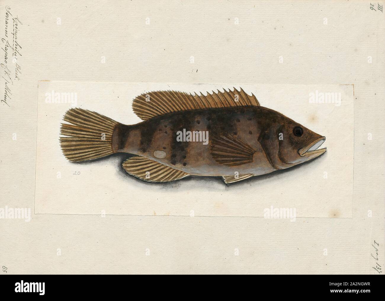 Serranus crapao, stampa 1876-1877 Foto Stock