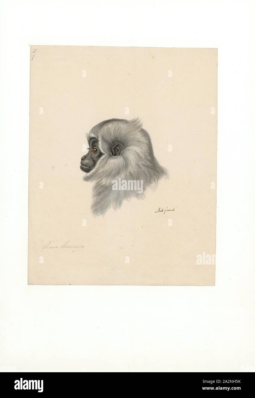 Simia leucisca, stampa 1790-1872 Foto Stock
