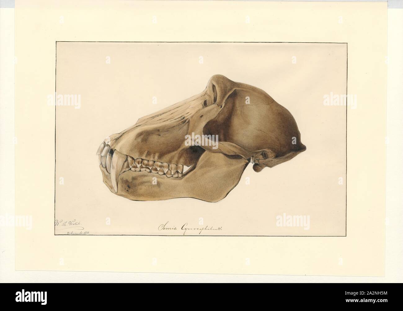 Simia cynocephalus, Stampa, cranio Foto Stock