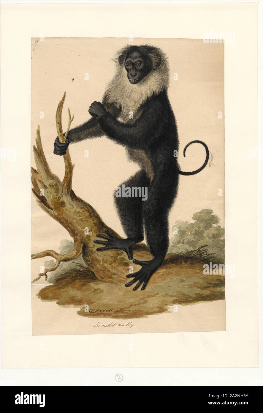 Simia spec., stampa 1700-1880 Foto Stock